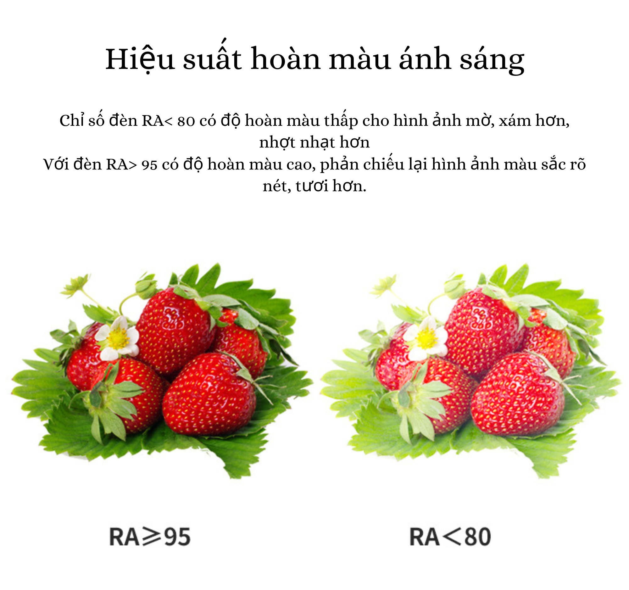 So sánh chỉ số về độ hoàn màu của đèn, đèn có độ RA cao cho chỉ số hoàn màu cao hơn, thực hơn